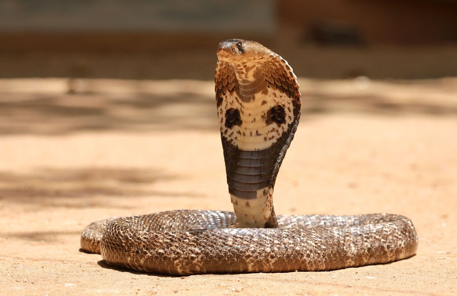 India Natioal  Reptile King Cobra